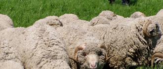 Переработка овечьей шерсти и продажа очищенной шерсти (3 тонны в месяц) Какие валяные изделия летом пользуются спросом